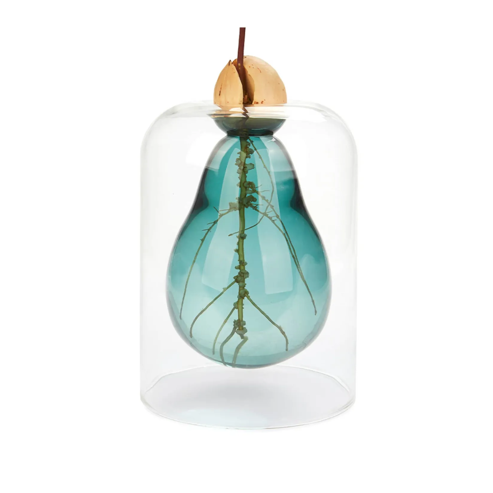 New Avocado Seed Glass Vase Tableware Brands