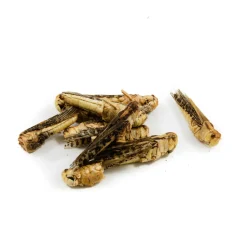 Sale Edible Grasshoppers, 9g Ingredients Brands|Made In The Uk