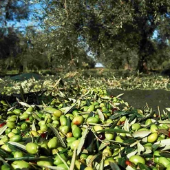 Hot Fruttato Medio Extra Virgin Olive Oil, 500ml Ingredients Brands|Italian Ingredients