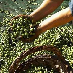 Hot Fruttato Medio Extra Virgin Olive Oil, 500ml Ingredients Brands|Italian Ingredients