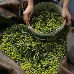 Discount Extra Virgin Greek Olive Oil Greek Ingredients|Extra Virgin Olive Oil