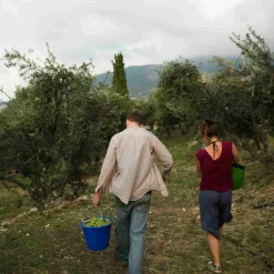 Online Extra Virgin Greek Olive Oil, 500ml Greek Ingredients|Oil, Vinegar & Dressings