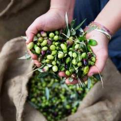 Online Extra Virgin Greek Olive Oil, 500ml Greek Ingredients|Oil, Vinegar & Dressings