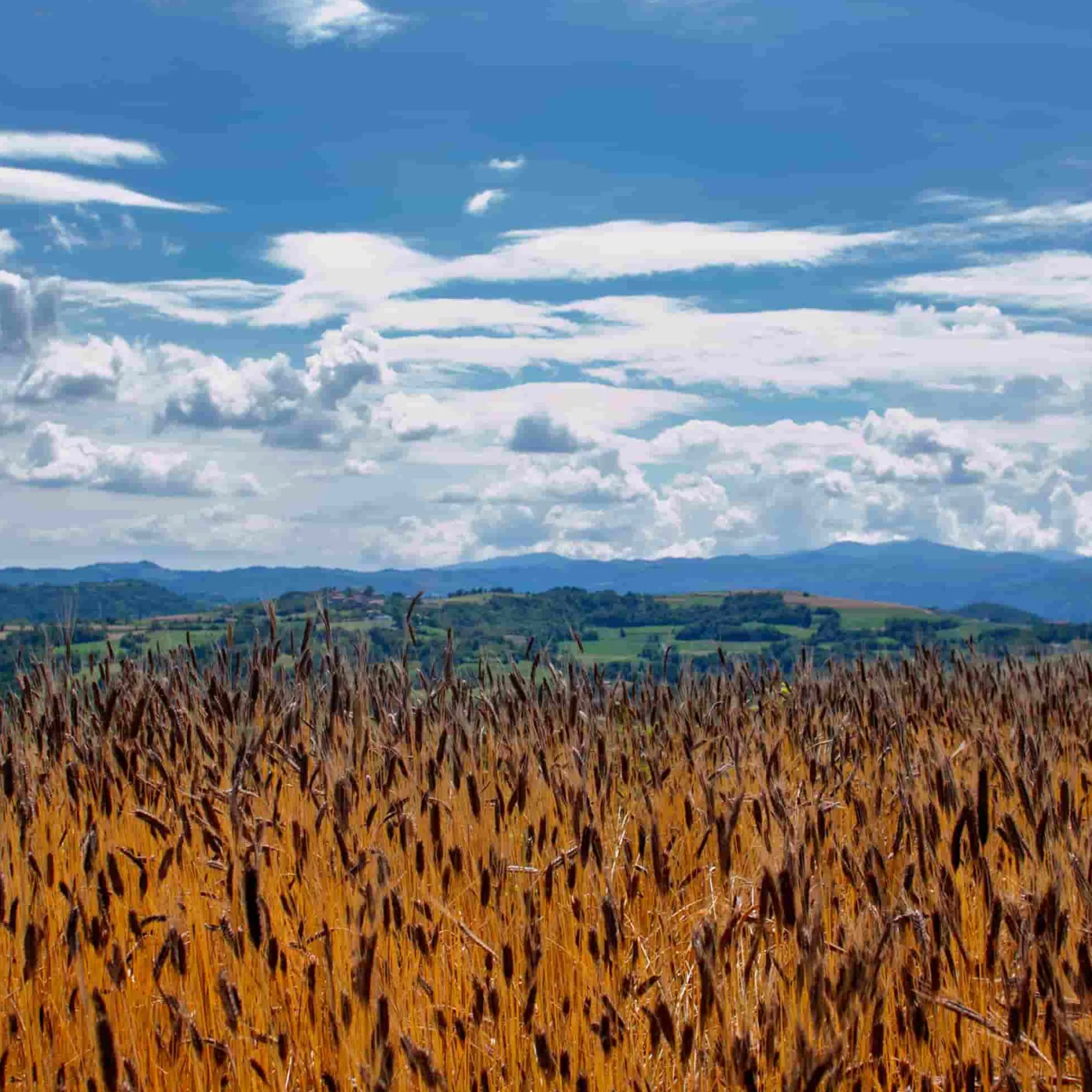 Organic Semola di Grano Duro Wheat Flour, 1kg Italian Ingredients|Baking Ingredients