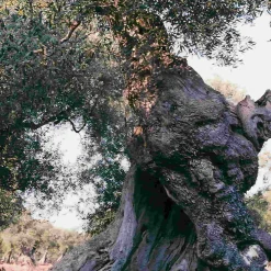 Online Puglian Extra Virgin Olive Oil in Amphora Bottle, 500ml Ingredients Brands|Italian Ingredients