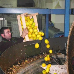 Clearance Puglian Olive Oil with Lemon in Terracotta Bottle, 250ml Italian Ingredients|Extra Virgin Olive Oil