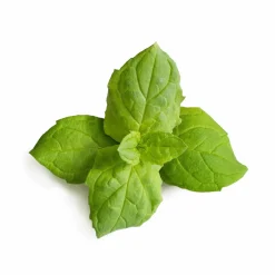 New Asian Lingot Insert, Organic Moroccan Mint Tableware Brands|Middle Eastern Ingredients